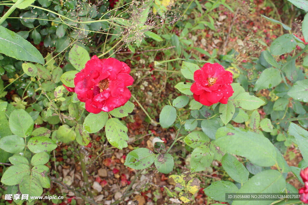 月季花 