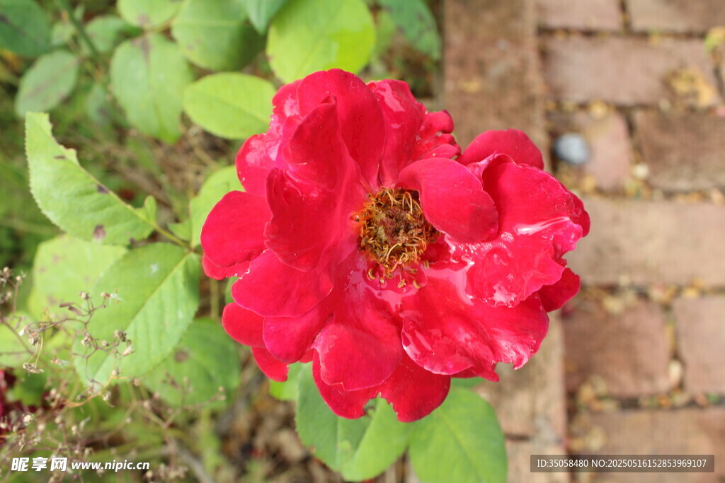 月季花 