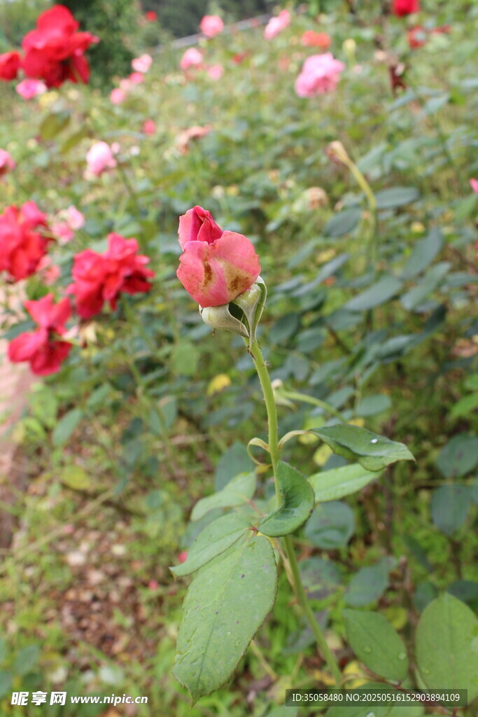 月季花  