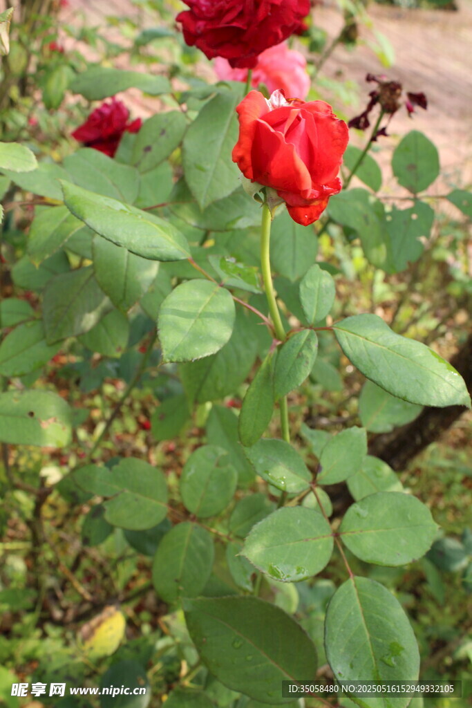 月季花  