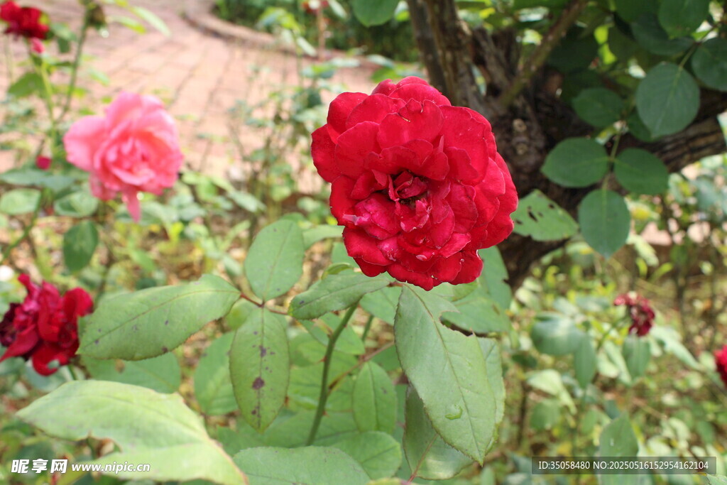 月季花 