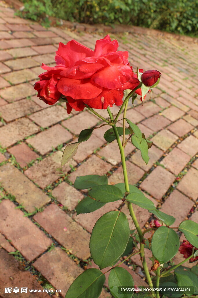 月季花 