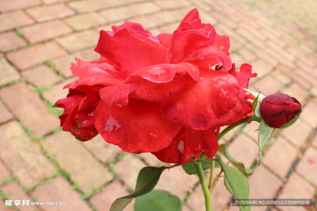 月季花  
