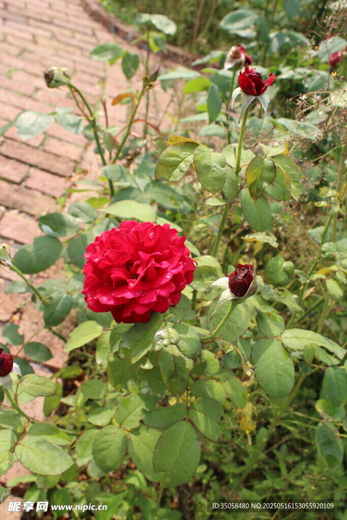 月季花 
