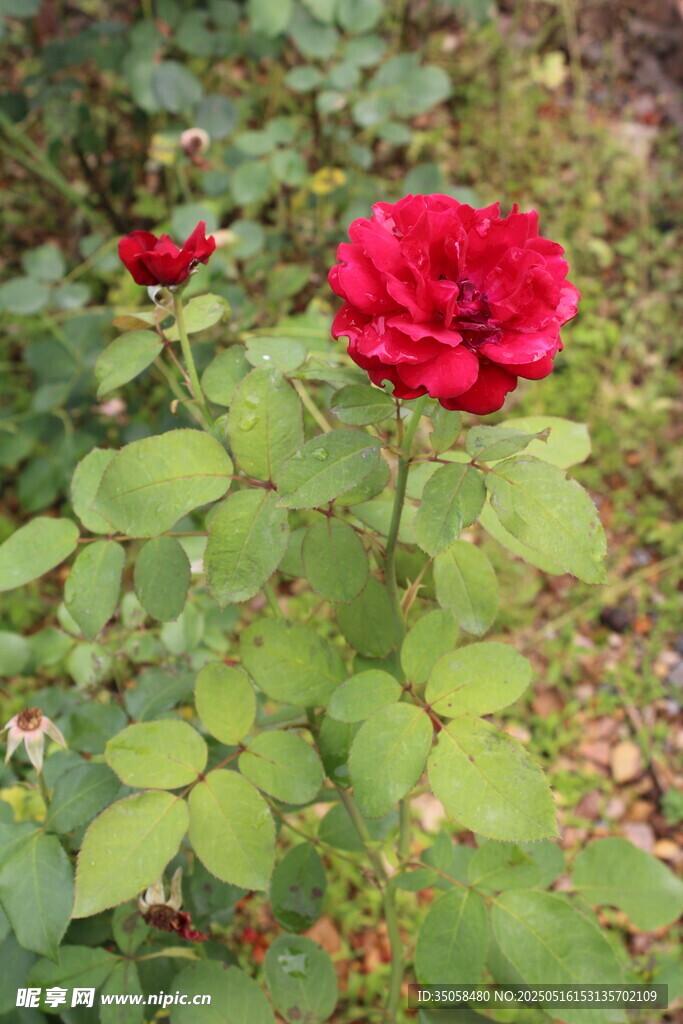 月季花  