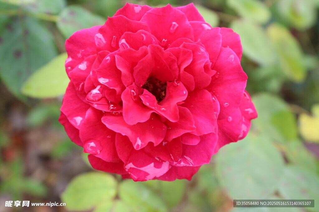 月季花  