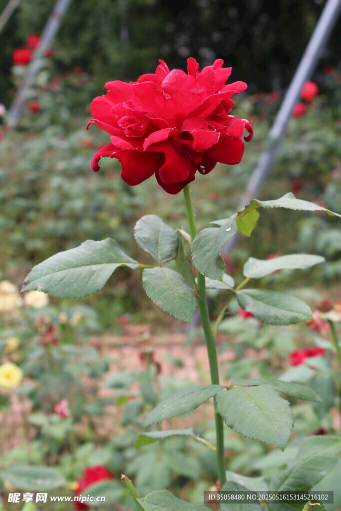 月季花 