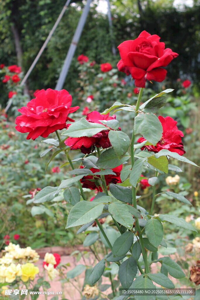 月季花 