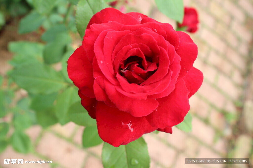 月季花 