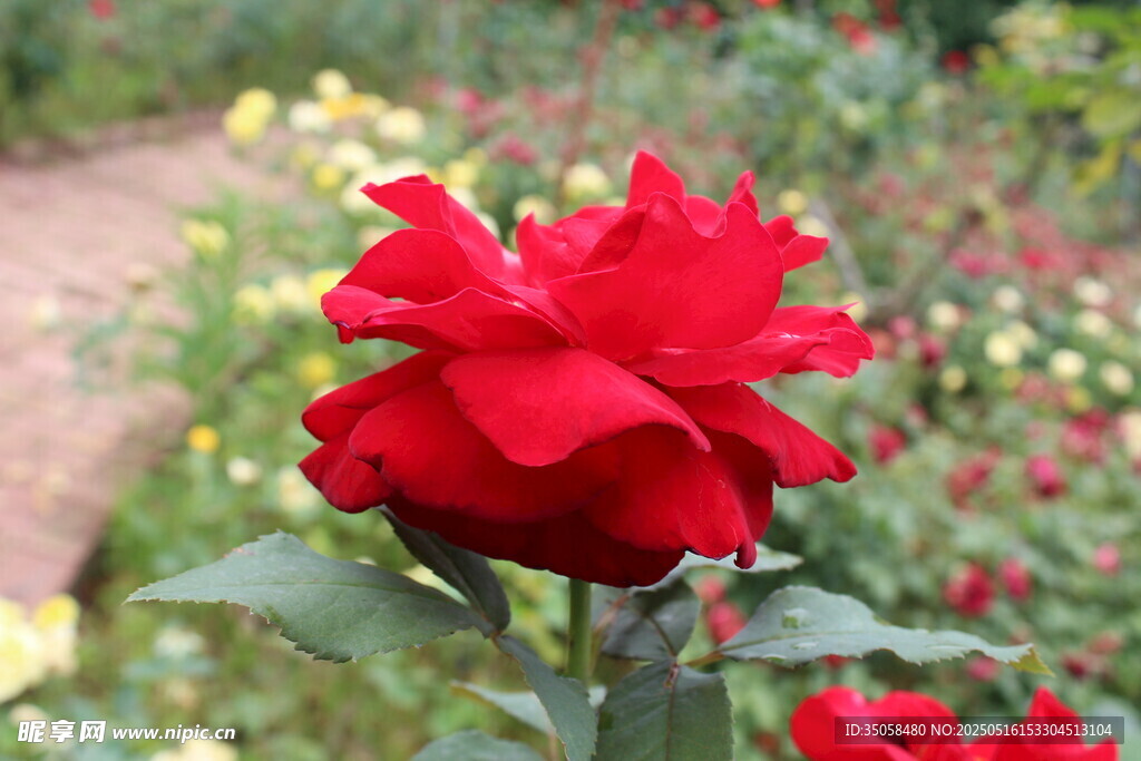 月季花  