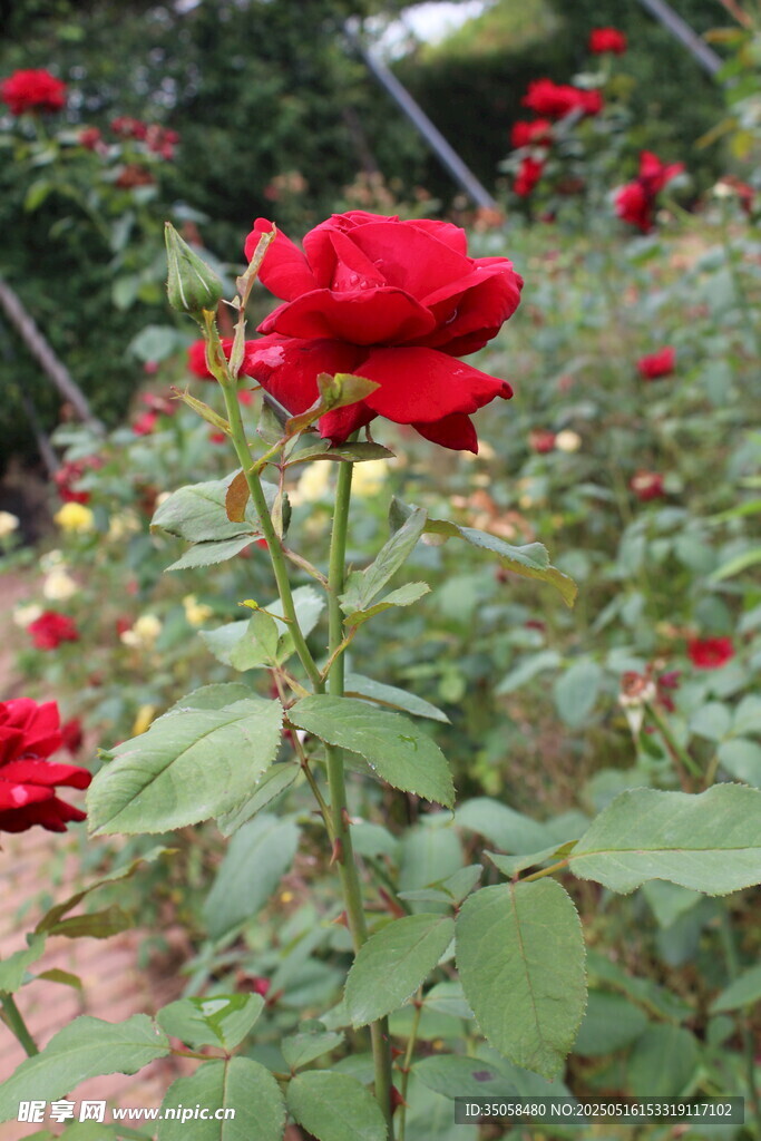 月季花  