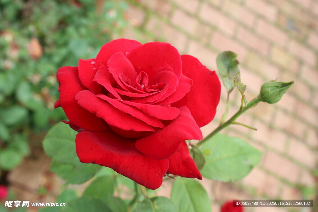 月季花 