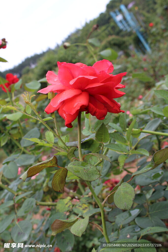 月季花 