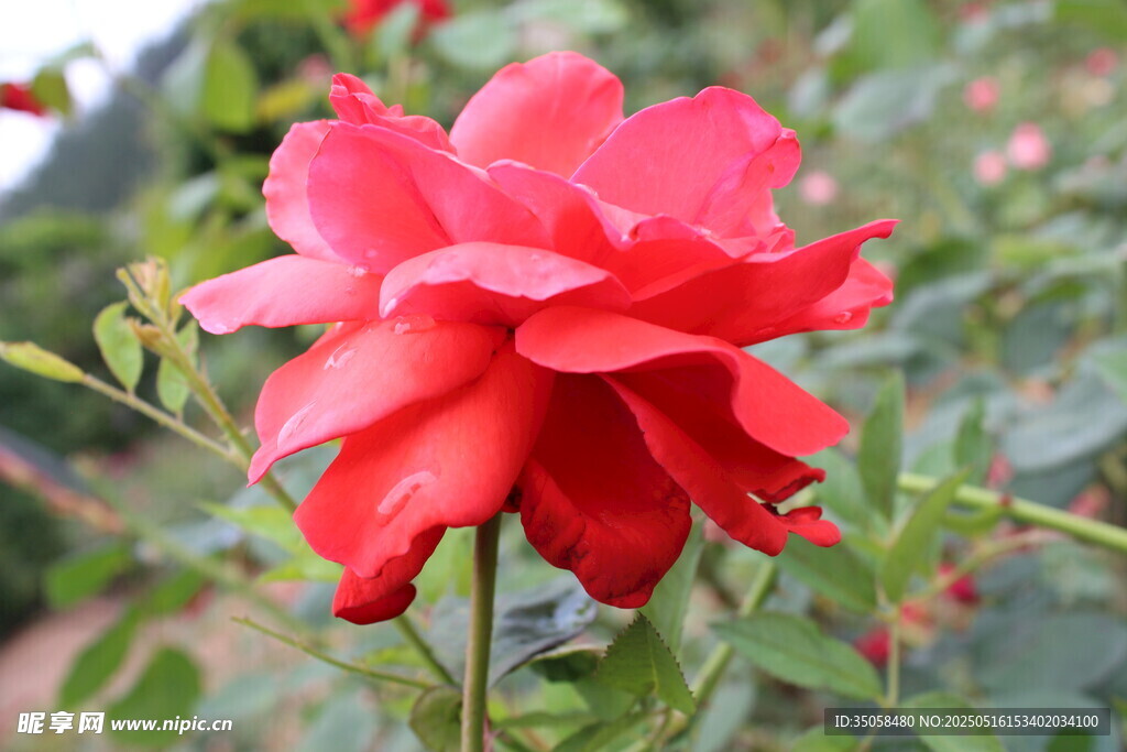 月季花  