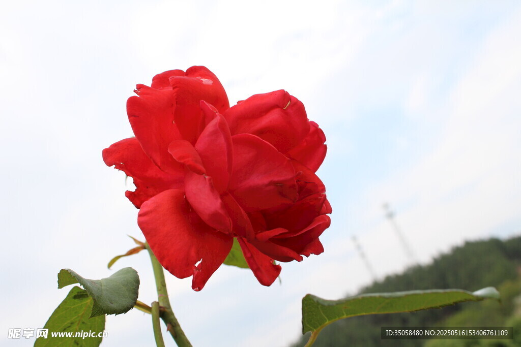 月季花 