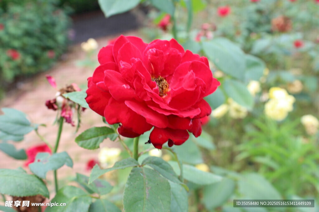 月季花 