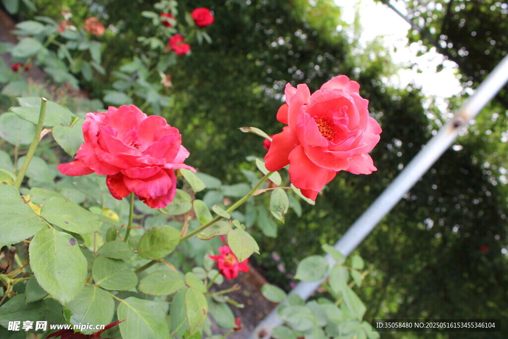 月季花