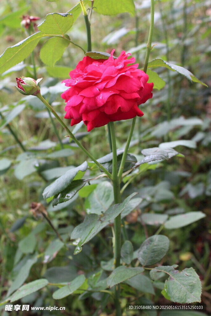 月季花