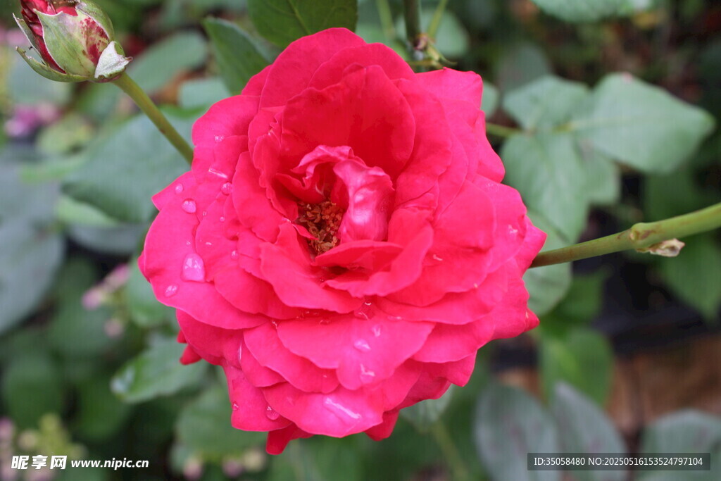 月季花