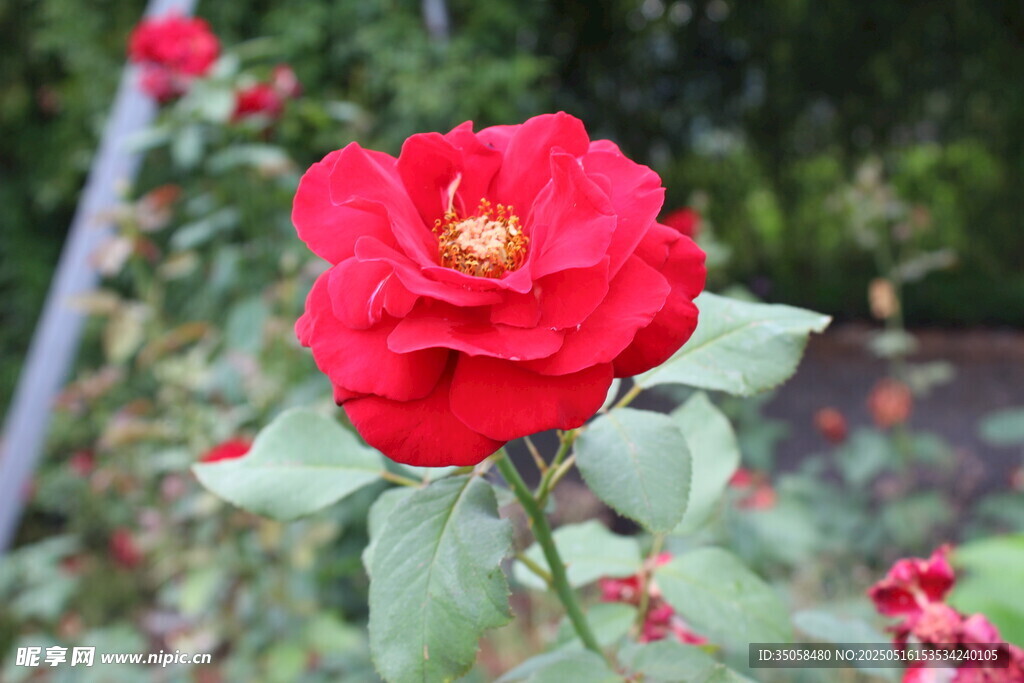 月季花 
