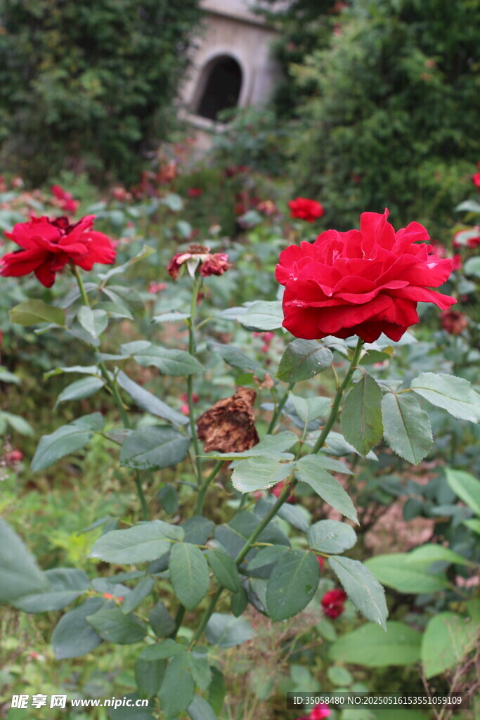 月季花