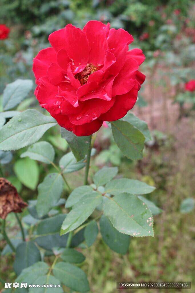 月季花 