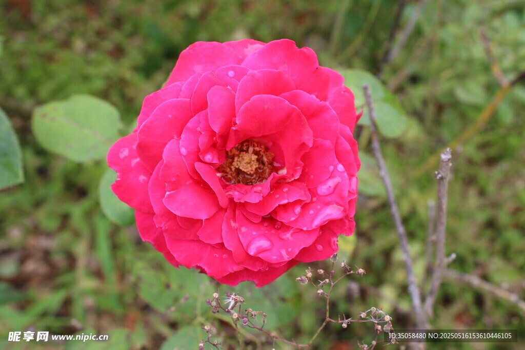 月季花 