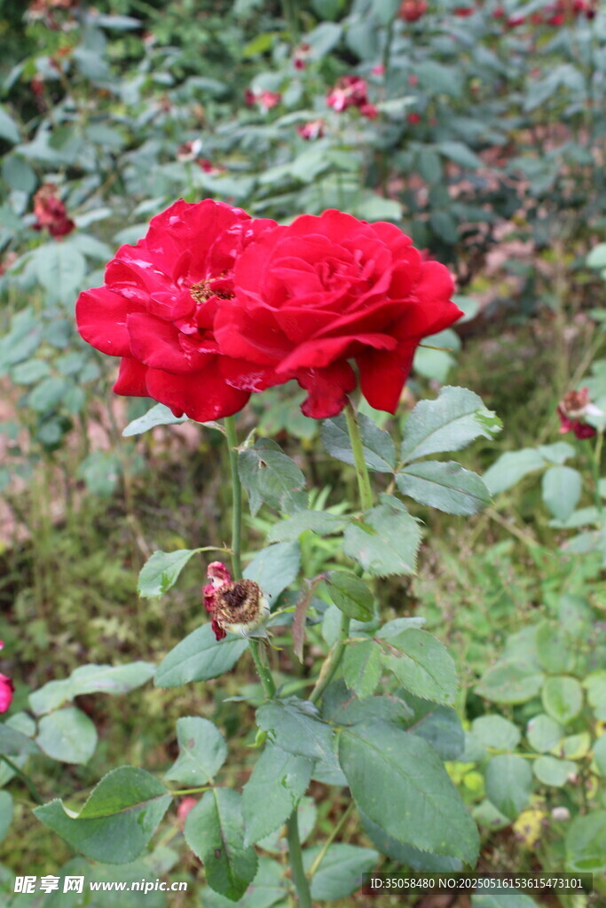 月季花