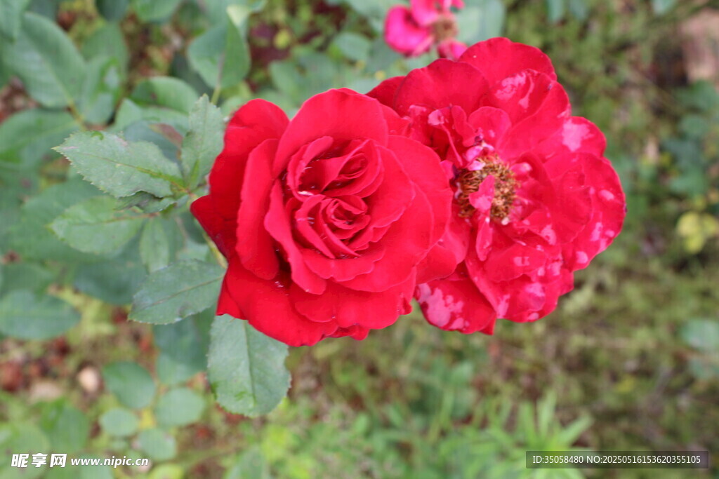 月季花 