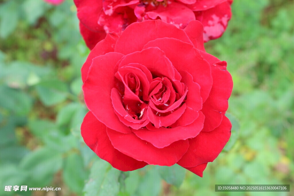 月季花 