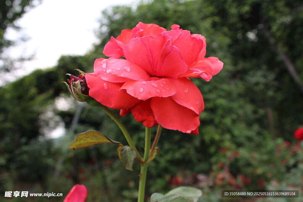 月季花 