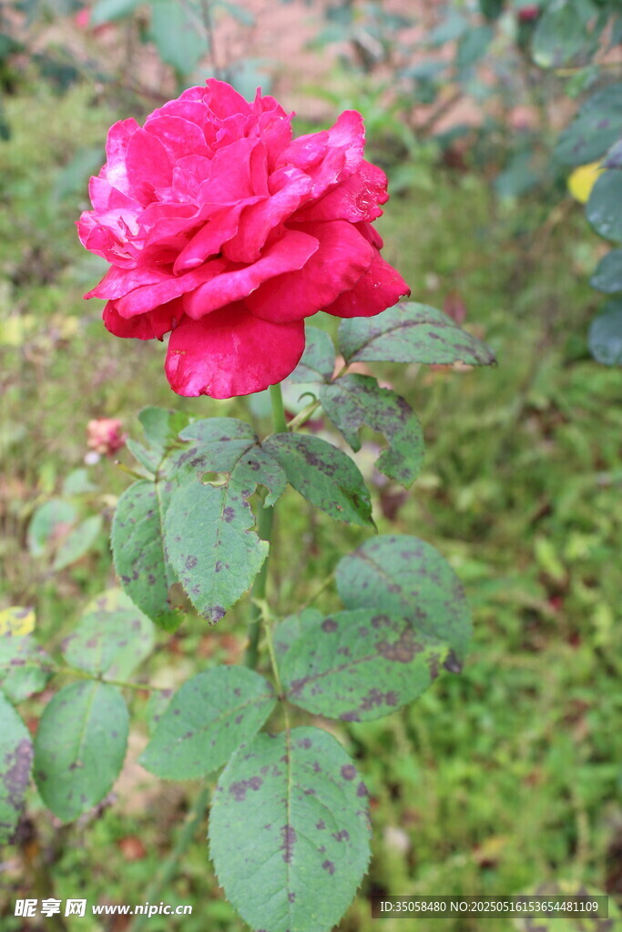 月季花 