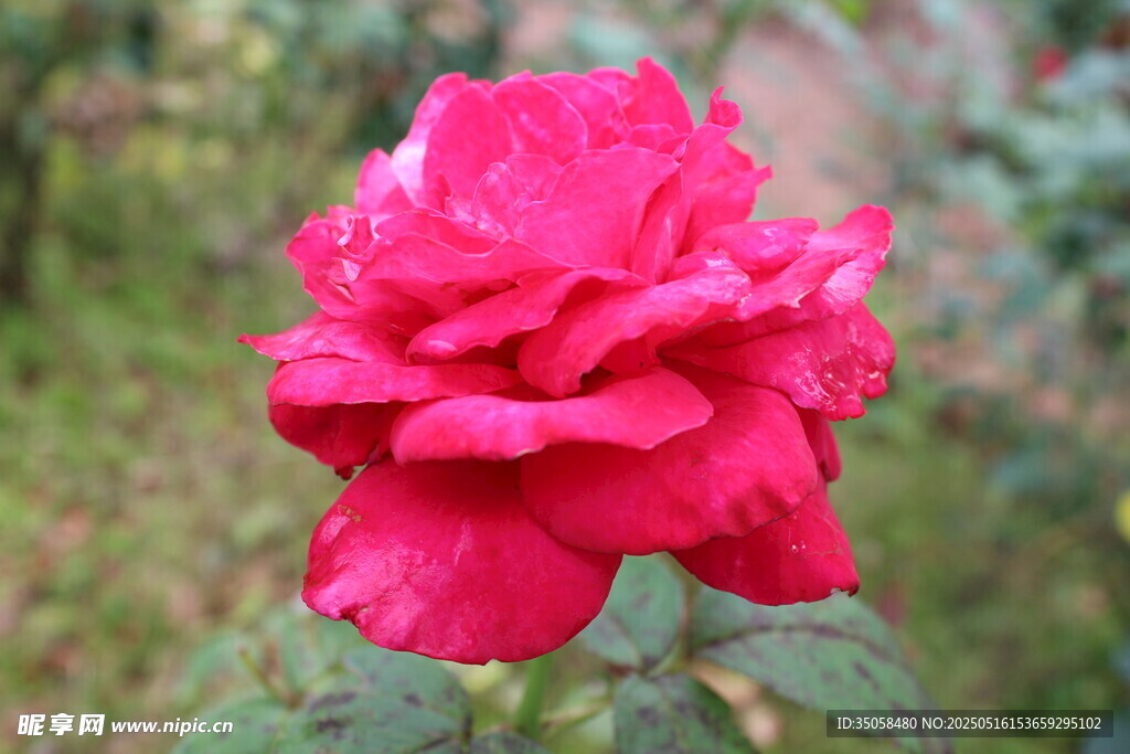 月季花 