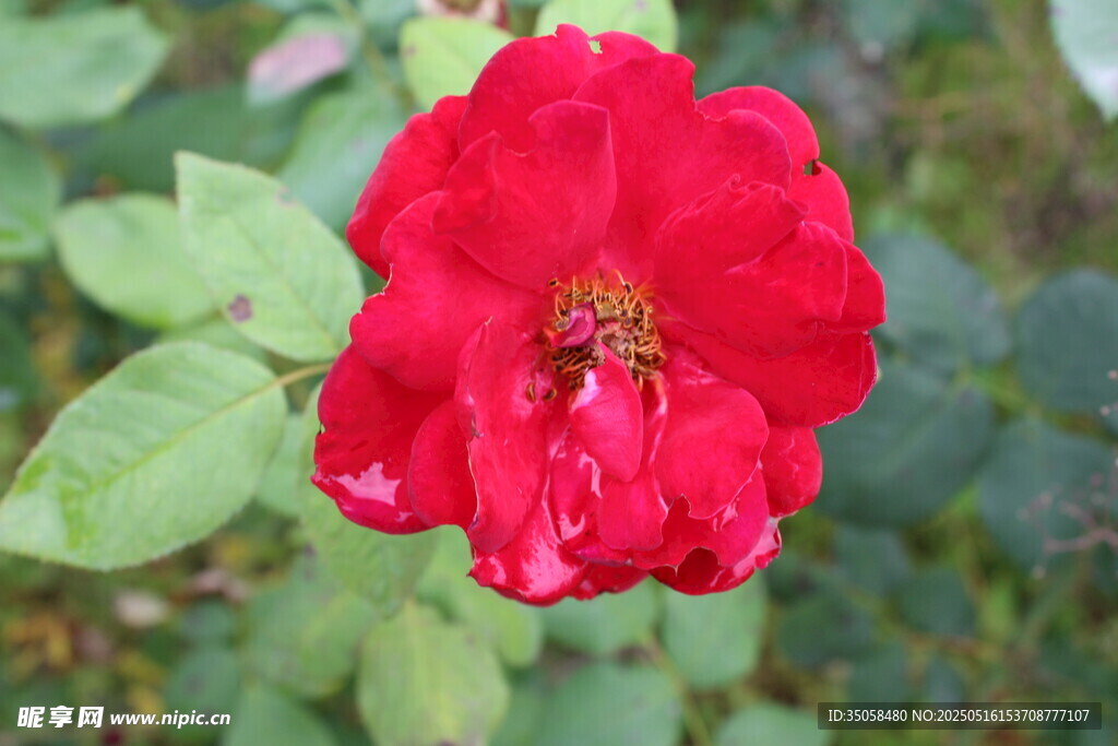 月季花