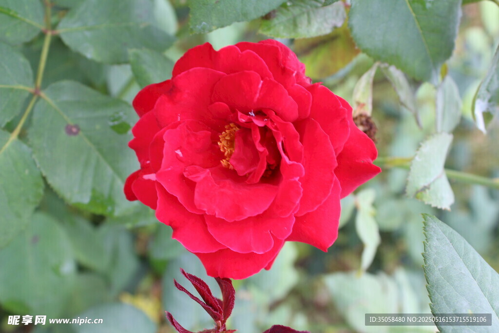 月季花