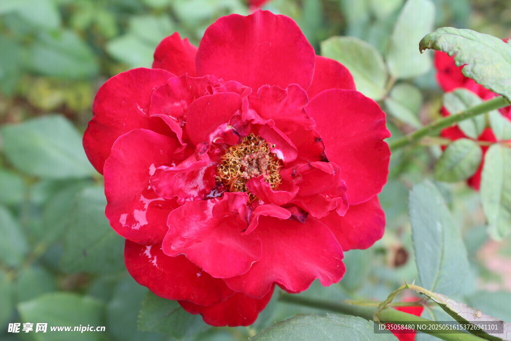 月季花