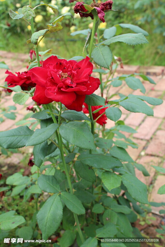 月季花
