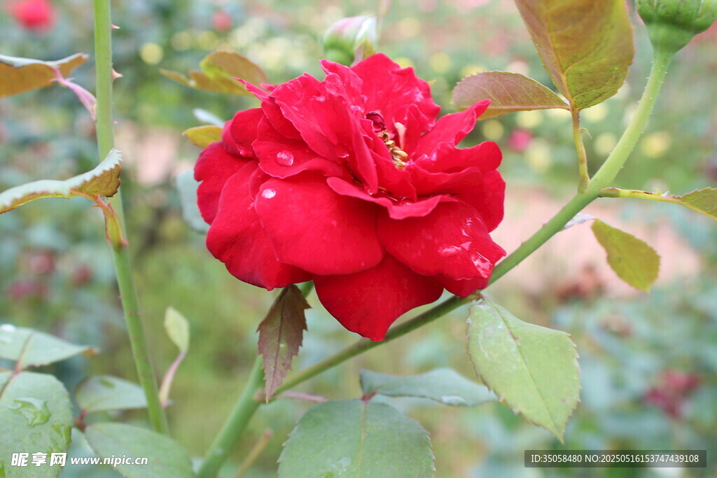 月季花 