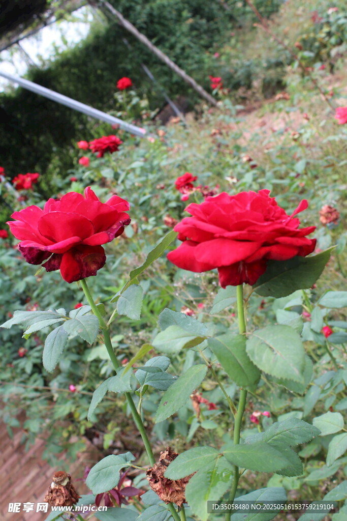 月季花 