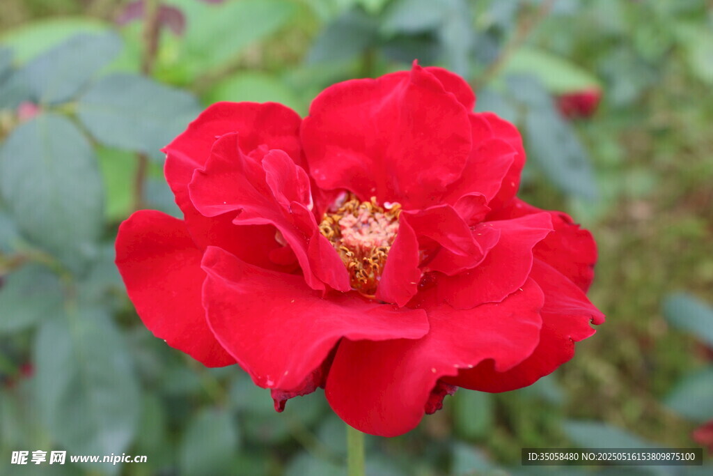 月季花 