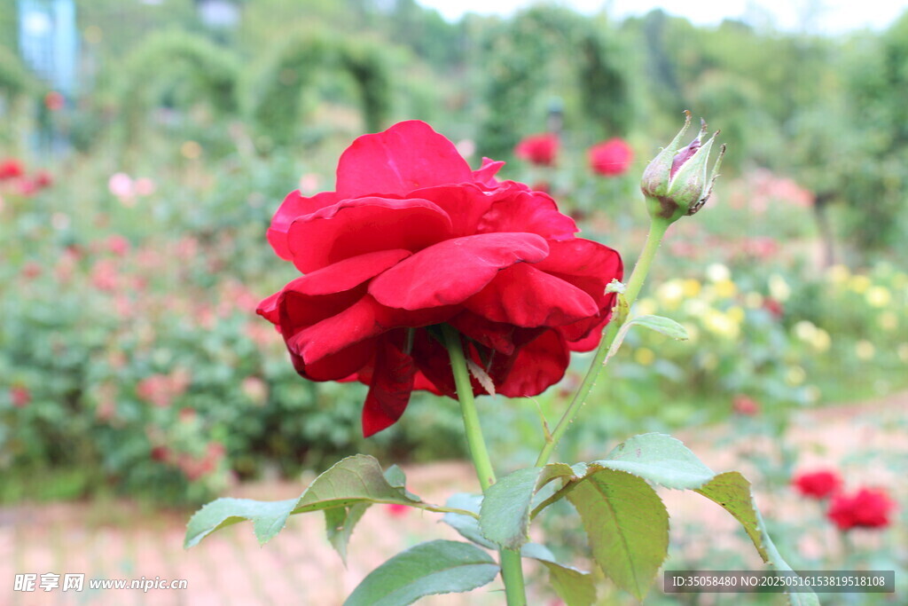 月季花