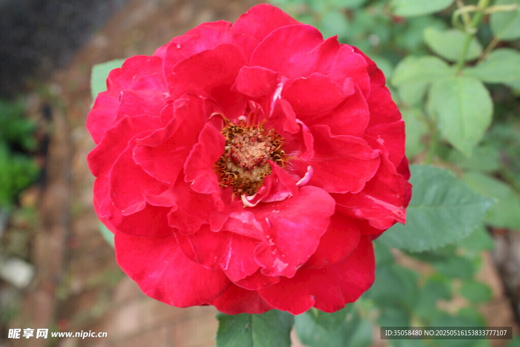 月季花