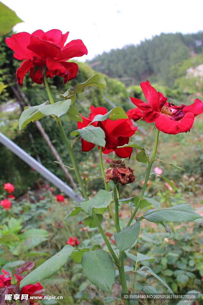 月季花 
