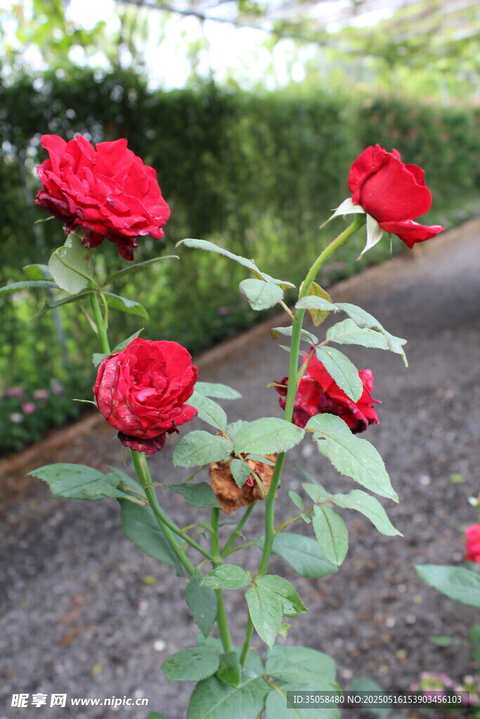 月季花
