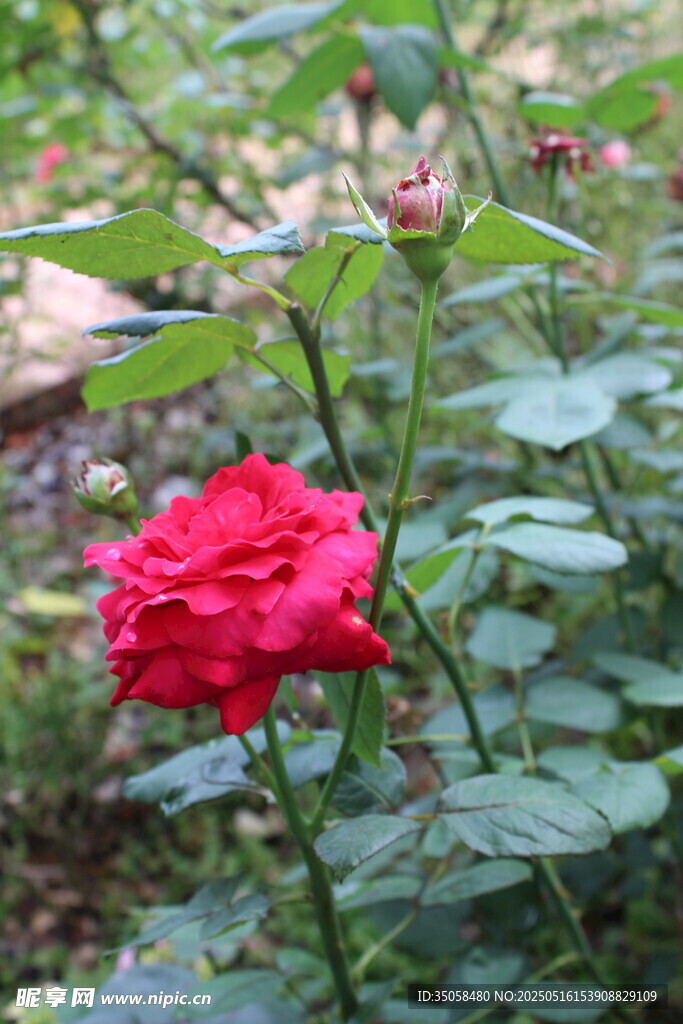 月季花