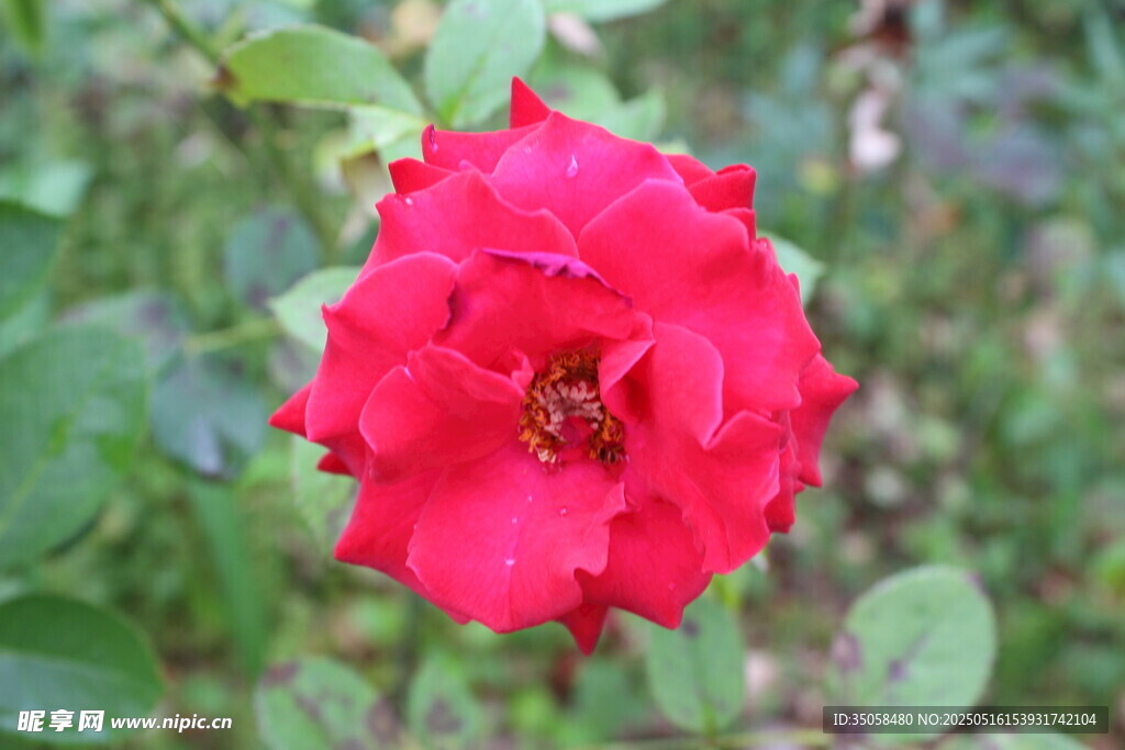 月季花 