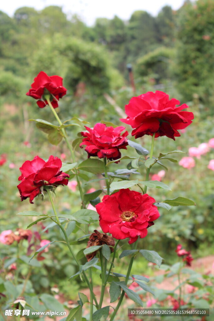 月季花