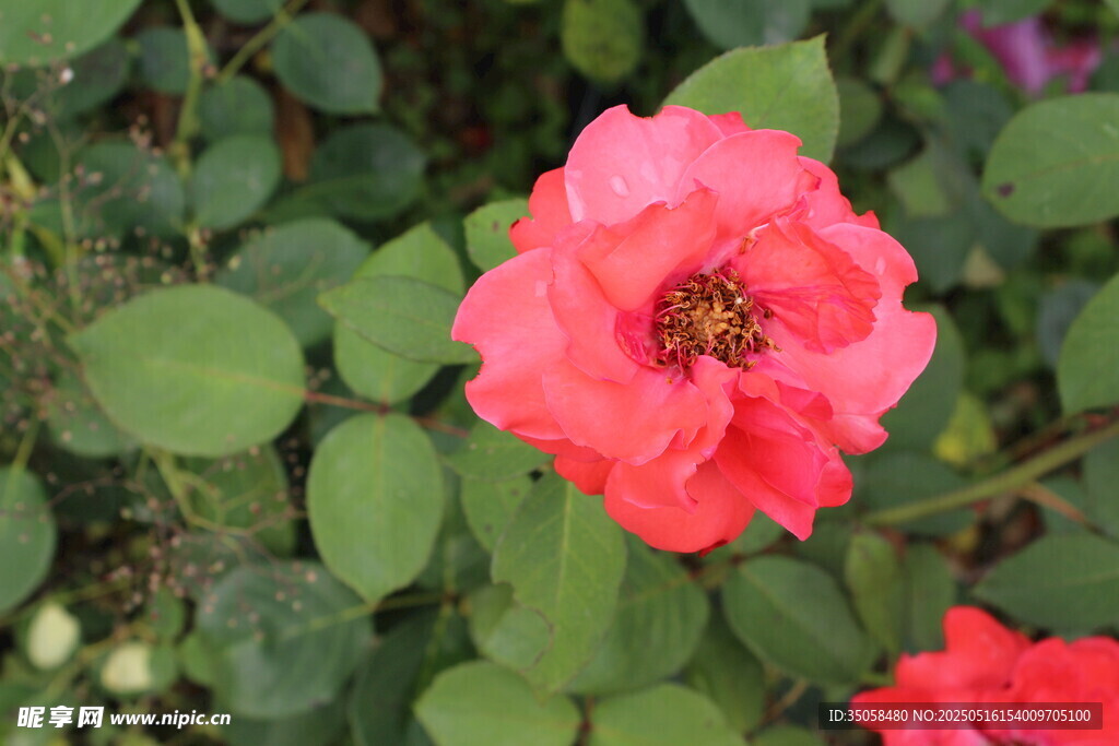 月季花