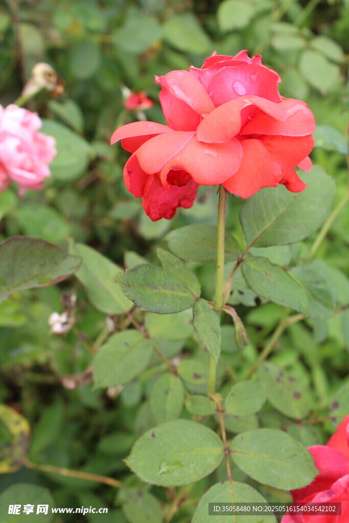 月季花