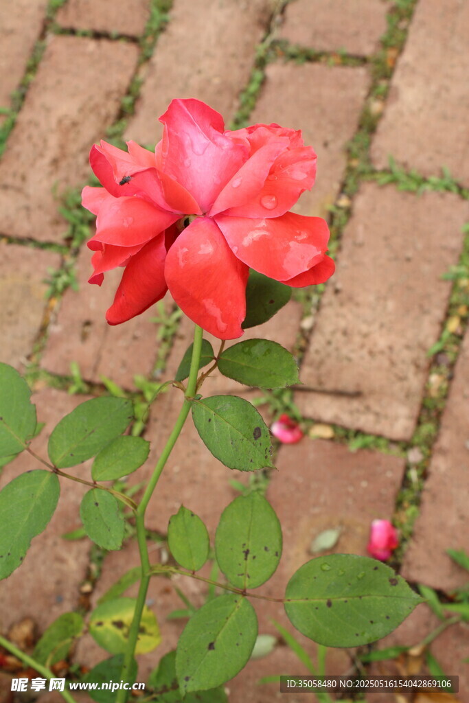 月季花